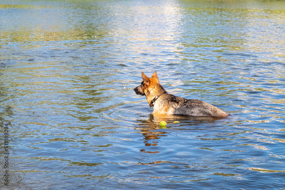 A purebred German Shepherd dog training to swim for thrown ball and bring it from water A purebred German Shepherd dog training to swim for thrown ball and bring it from water