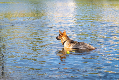 A purebred German Shepherd dog training to swim for thrown ball and bring it from water © mestock