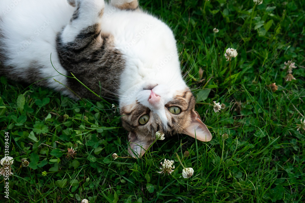 Cat portrait outdoors in spring Cat portrait outdoors in spring