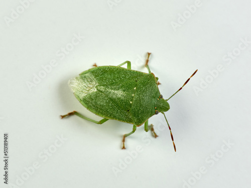 Southern Green Stink Bug. Nezara viridula  photo
