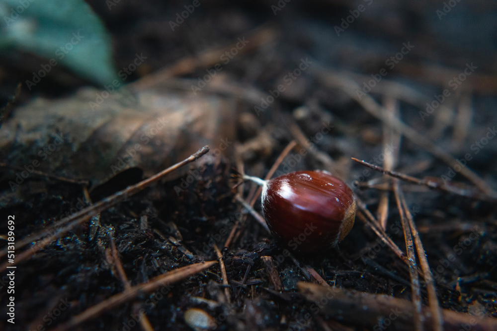 Chestnut on forest floor