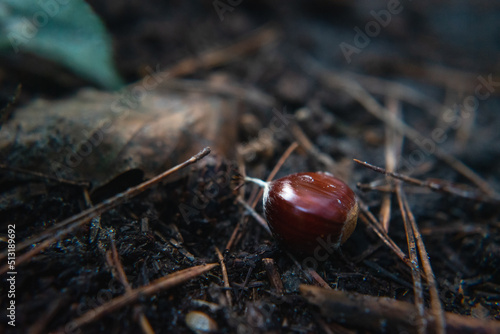 Chestnut on forest floor © Anke