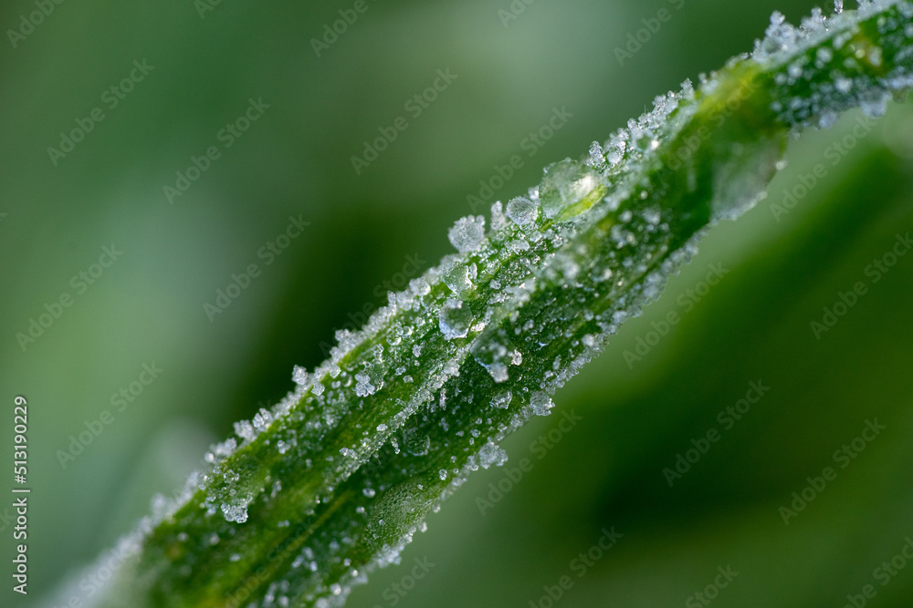 Frozen droplets and dew on grass Frozen droplets and dew on grass