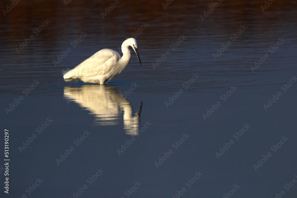 Fototapeta premium An adult little egret ambushing prey in the waters of the Etang de l'Or - (Carnon, Hérault, France)