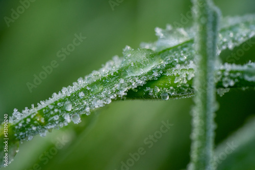 Frozen droplets and dew on grass