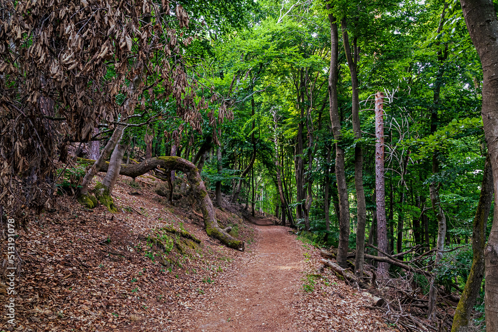 Fototapeta premium Finsterer deutscher Wald