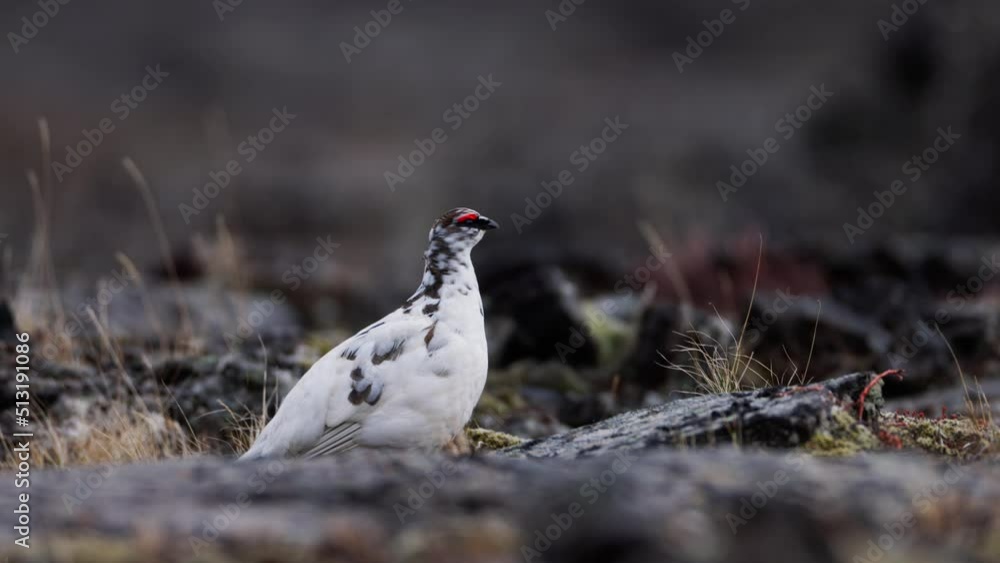 Rock Ptarmigan Lagopus muta walking on a lava field in Northern Iceland Rock Ptarmigan Lagopus muta walking on a lava field in Northern Iceland
