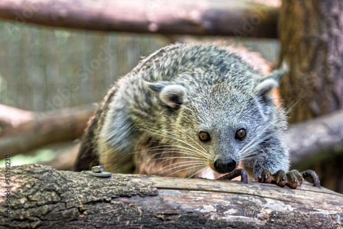 Wallpaper Mural Black Asian binturon in a sunny day Torontodigital.ca