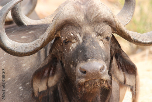 African or Cape Buffalo, Kruger National Park, South Africa
