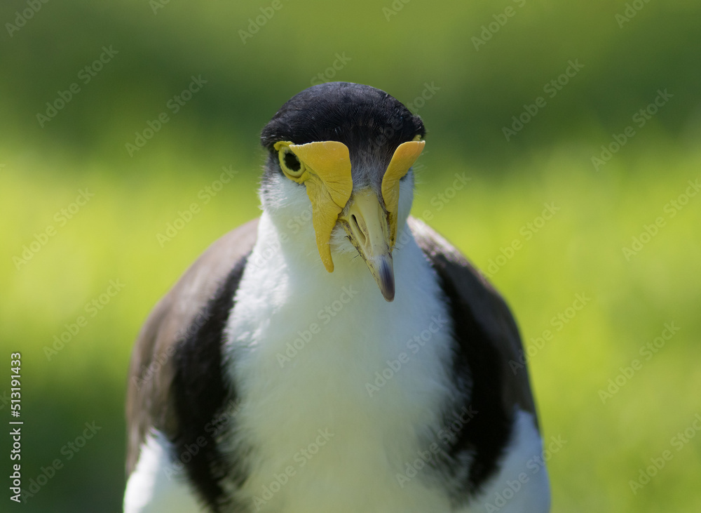 Naklejka premium Masked Lapwing (Vanellus miles)