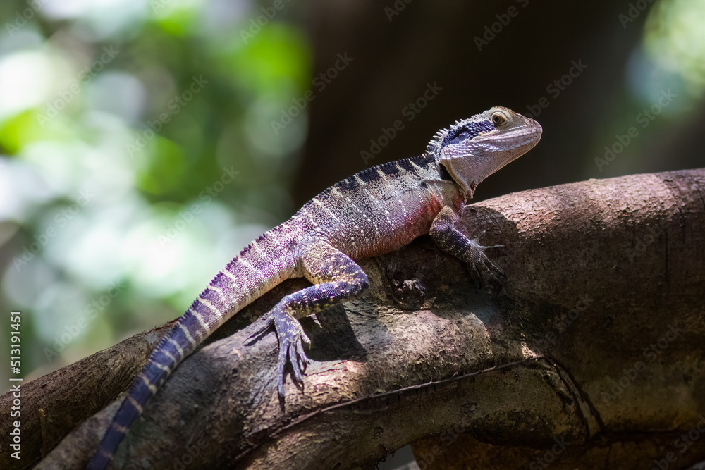 Wild Australian Water Dragon (Intellagama lesueurii) Full Length Taken near Newcastle in New South Wales Wild Australian Water Dragon (Intellagama lesueurii) Full Length Taken near Newcastle in New South Wales