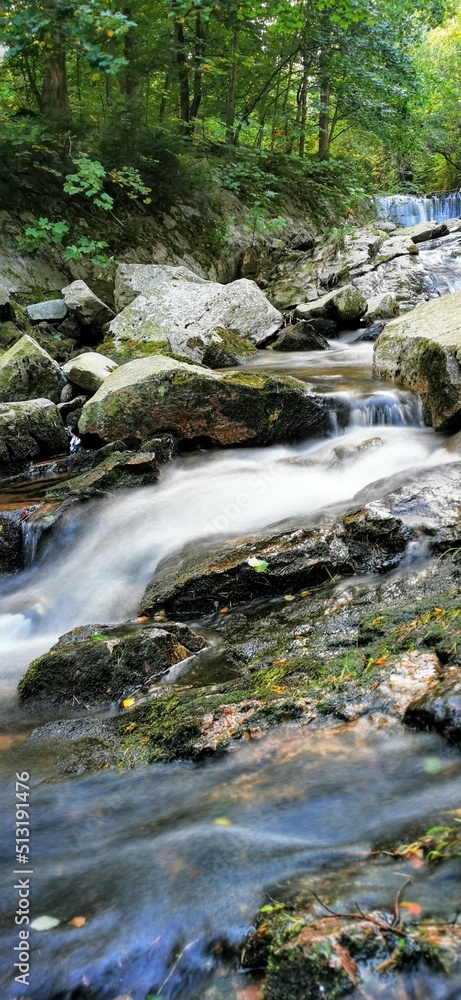 stream in the forest