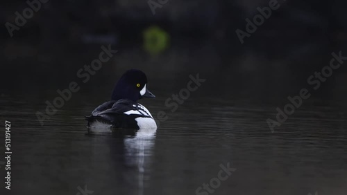 Male Barrows Goldeneye swimming. Bucephala islandica on Laxa river in Northern Iceland photo