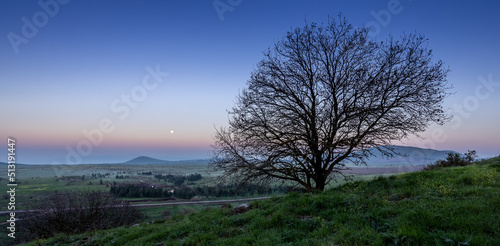 A lone tree silhouette at sunrise and moonset, the Golan Heights, at the blue hour