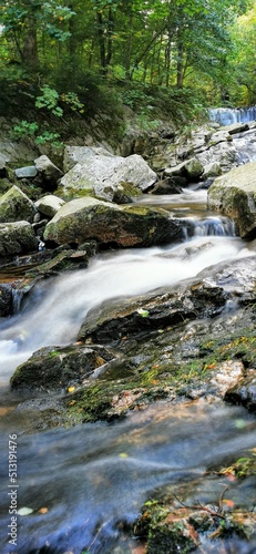 stream in the forest