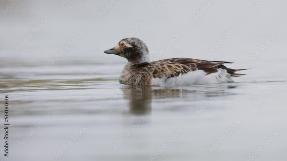 Female Long-tailed duck (Clangula hyemalis) swimming on a bay of Lake Myvatn in Iceland. Bird on the breeding grounds, close up on white background Female Long-tailed duck (Clangula hyemalis) swimming on a bay of Lake Myvatn in Iceland. Bird on the breeding grounds, close up on white background