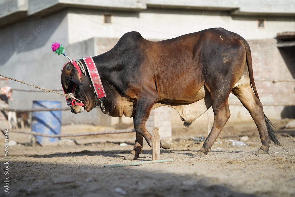 Beautiful cow is standing for sale in the market for the sacrifice feast of Eid 2022 Beautiful cow is standing for sale in the market for the sacrifice feast of Eid 2022