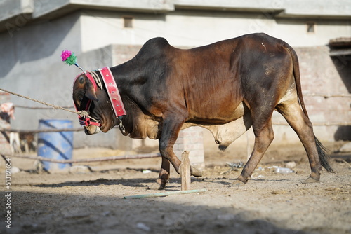 Beautiful cow is standing for sale in the market for the sacrifice feast of Eid 2022