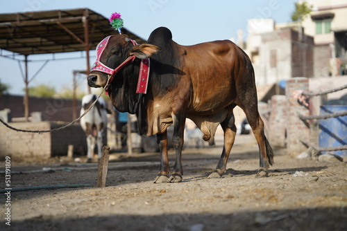 Beautiful cow is standing for sale in the market for the sacrifice feast of Eid 2022 © Umair