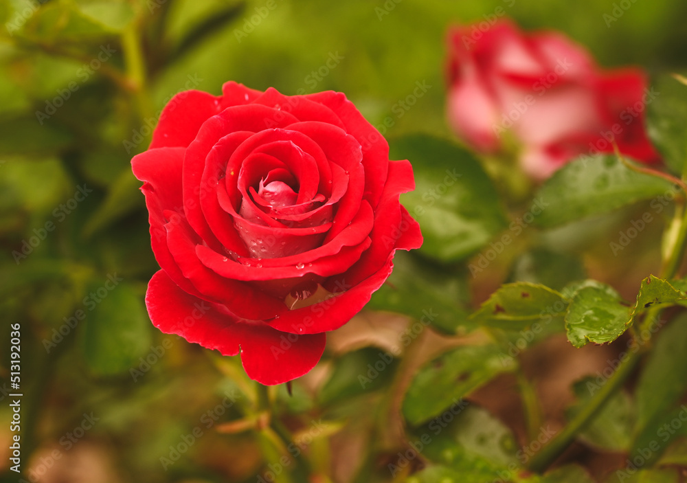 Beautiful close-up of a rose garden Beautiful close-up of a rose garden