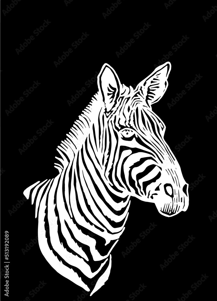 Vector portrait of zebra looking right isolated on black, graphical element Vector portrait of zebra looking right isolated on black, graphical element