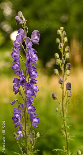 Close-up of aconitum napellus  Belgium