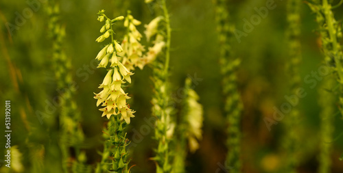 Close-up of digitalis lutea  Belgium