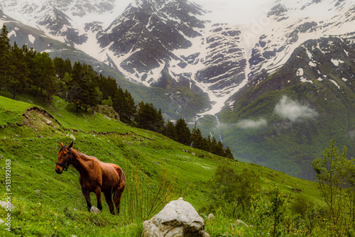 Horse on an alpine meadow. Rural pasture. Mountain landscape. Elbrus region. Spring rainy weather © Dmitriy Kandinskiy