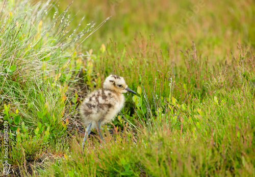 Close up of a  young Curlew chick, scientific name: numenius arquata, in natural Yorkshire grouse moor habitat, facing right. Curlews are in serious decline and are now a Red-Listed bird.  Copy space.