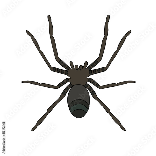 Fotografiet Close-up cartoon arachnid spider insect hand drawn isolated on a white background