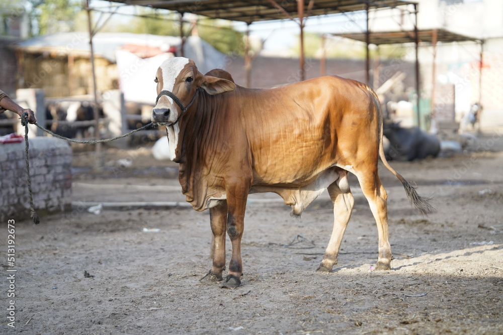 Beautiful cow is standing for sale in the market for the sacrifice feast of Eid 2022 Beautiful cow is standing for sale in the market for the sacrifice feast of Eid 2022