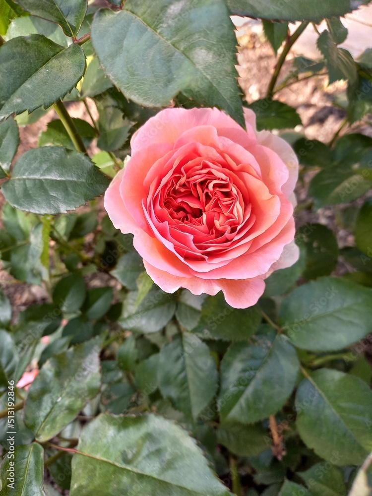 nature, flowers, plants, sky, landscape, flora nature, flowers, plants, sky, landscape, flora