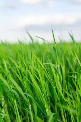 A field with green juicy grass