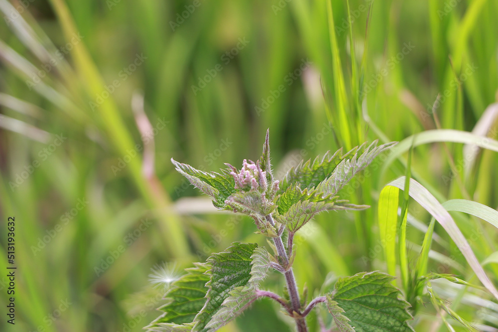 Close up of lush plants lighting up everything around