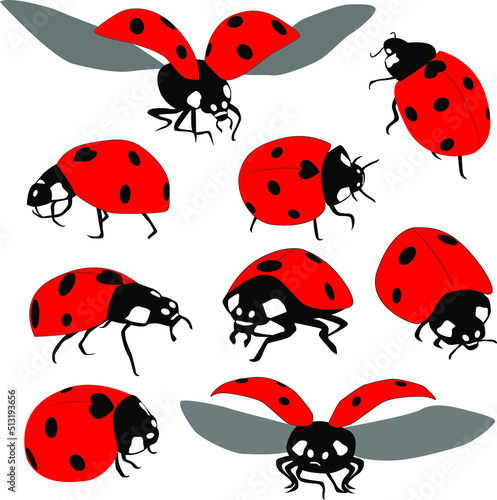 Vector ladybug icons on isolated white background.  © Aleksandr
