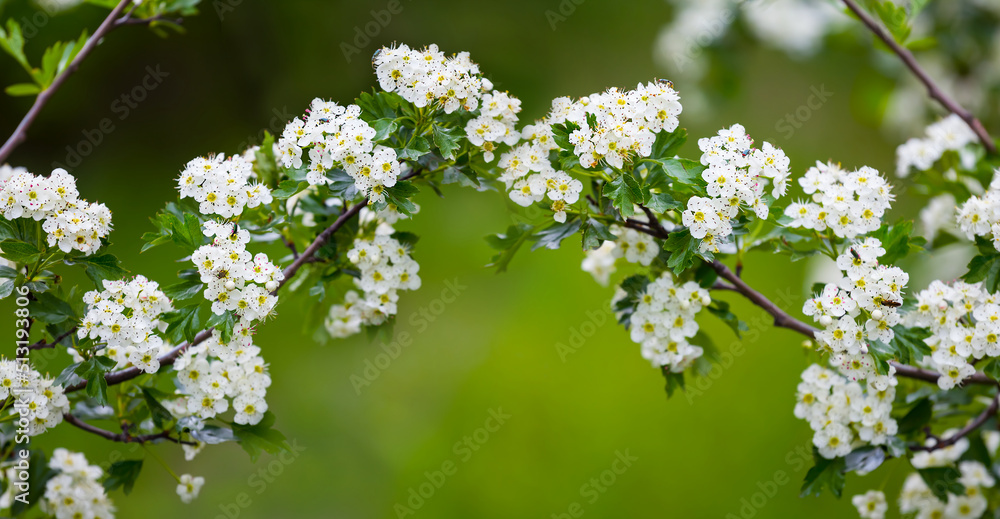 closeup apple tree branches in blossom, natural plant background closeup apple tree branches in blossom, natural plant background