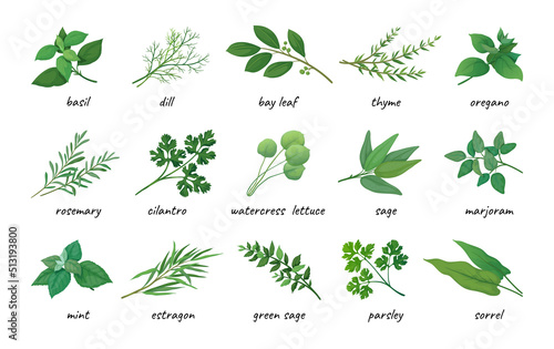 Herbal leaves icons. Aromatic plants. Thyme and rosemary. Natural parsley. Sage and mint. Medicine or cooking organic spice. Oregano and coriander. Herb stems. Vector illustration set