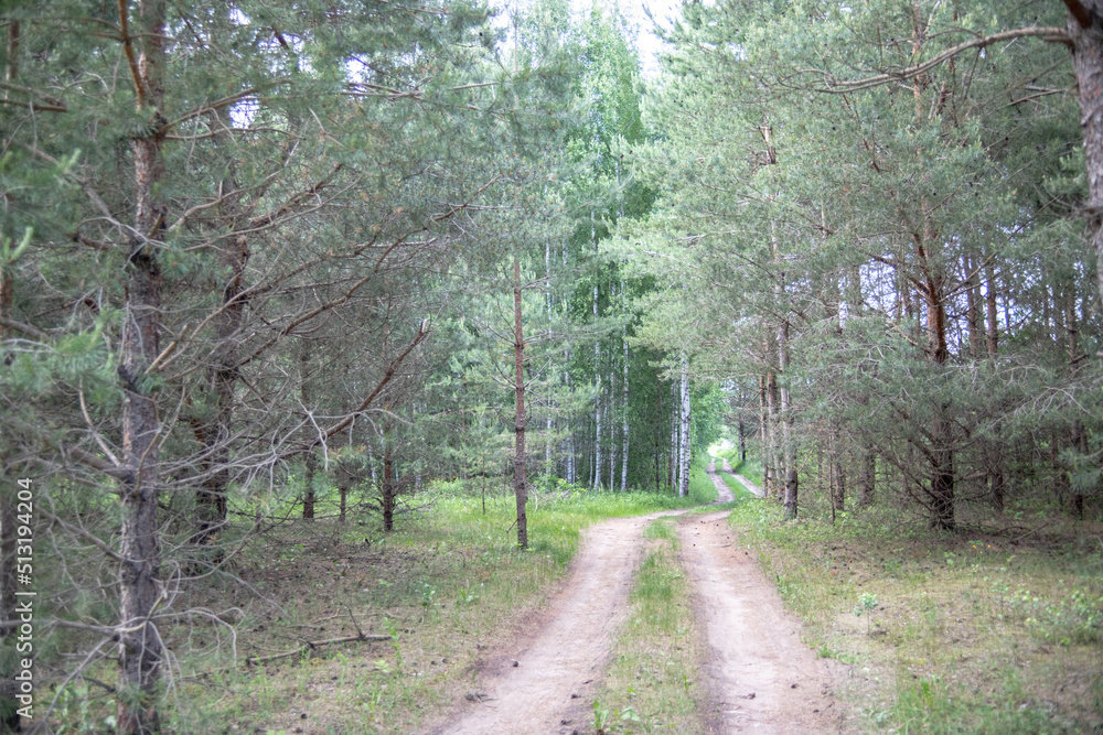 Fototapeta premium dirt road through young pine trees