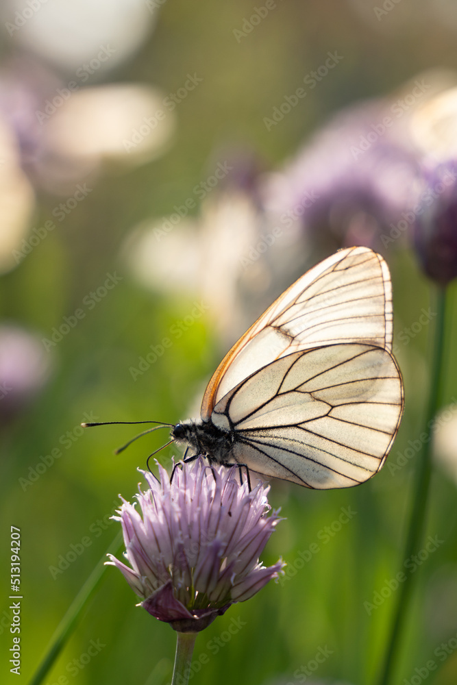 Butterfly Aporia crataegi on flowers of chives Butterfly Aporia crataegi on flowers of chives
