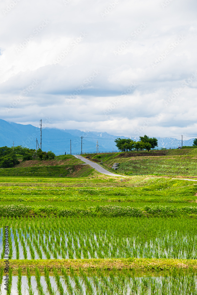 曇りがち梅雨の田園風景 北アルプス方面 曇りがち梅雨の田園風景 北アルプス方面