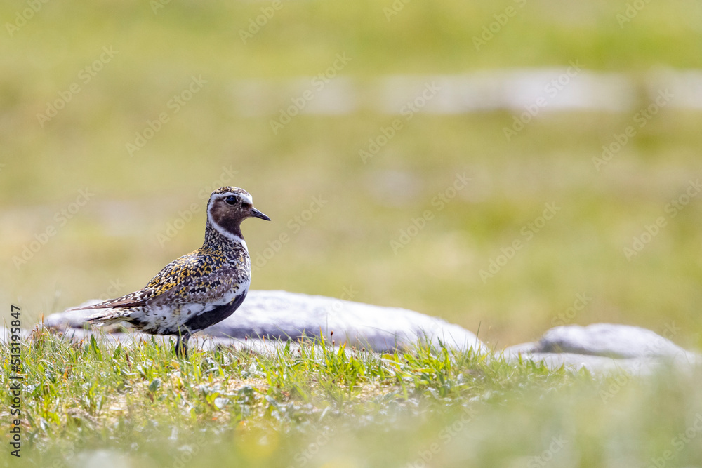 Heilo (Pluvialis apricaria) is a bird species in the praise family. It is a wading bird that nests on heaths and tundra, Northern Norway- Europe Heilo (Pluvialis apricaria) is a bird species in the praise family. It is a wading bird that nests on heaths and tundra, Northern Norway- Europe