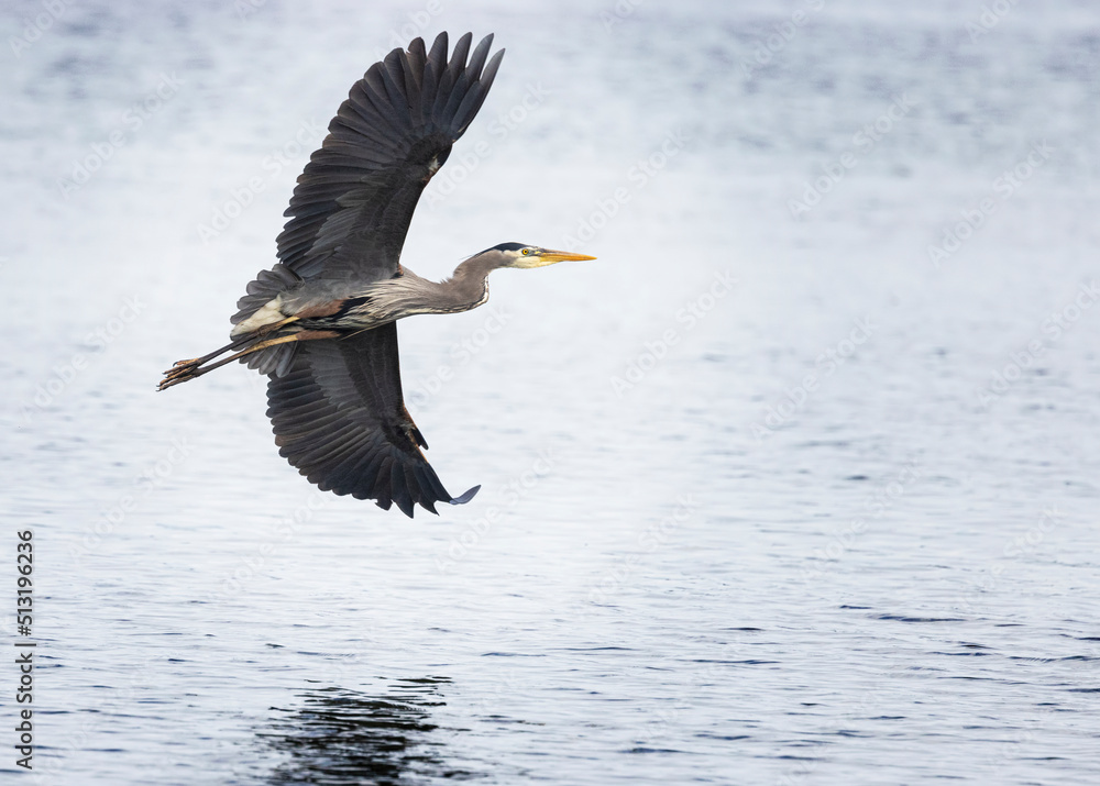 Obraz premium Seabeck Great Blue Herons