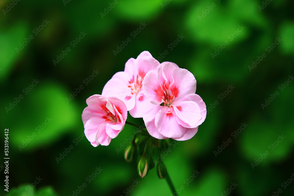 Obraz premium blooming colorful Begonia flowers,close-up of pink with red Begonia flowers blooming in the garden 