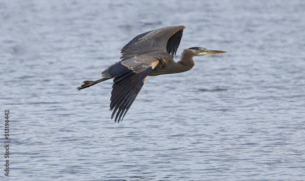 Fototapeta premium Seabeck Great Blue Herons