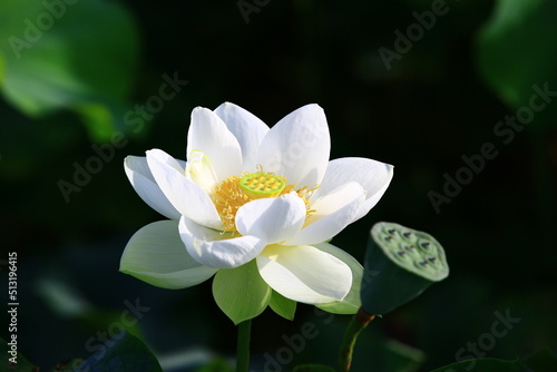 beautiful view of blooming Lotus flower close-up of white lotus flower blooming in the pond in summer