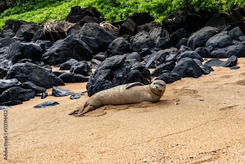Juvenile Hawaiian Monk Seal (Neomonachus schauinslandi), Kauai, Hawaii photo