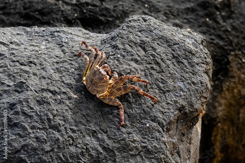 Φωτογραφία Thin-shelled Rock Crab (Grapsus tenuicrustatus) on black volcanic rock at a beac