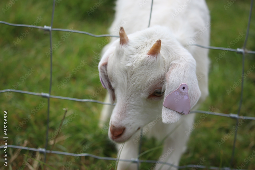 Obraz premium Livestock under the cool early spring sun in the fields of Hertfordshire in southeast england