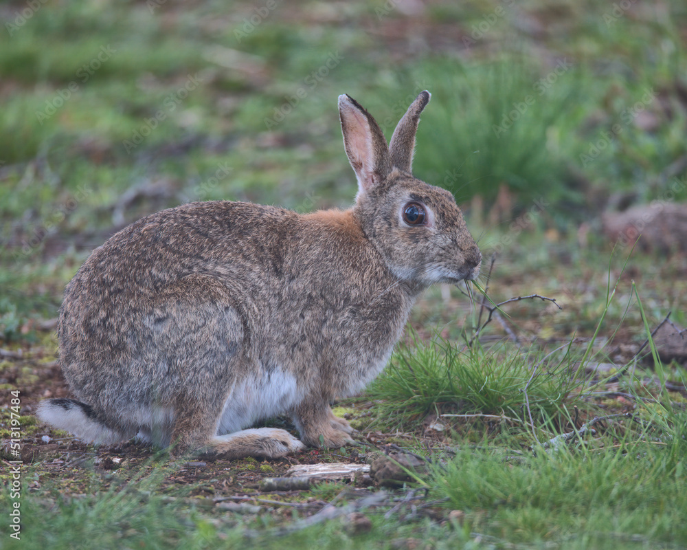 European rabbit on the woodland floor looking for food. European rabbit on the woodland floor looking for food.