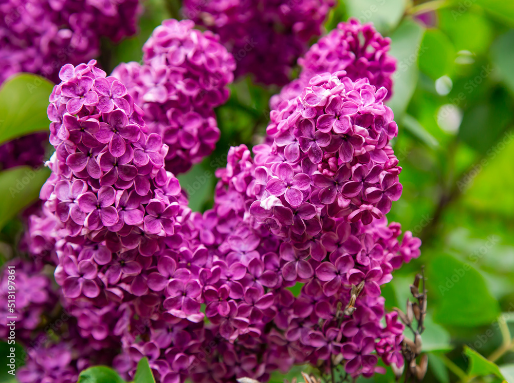 Purple lilac flowers blooming in the spring garden close up. Springtime landscape with tender flowers Purple lilac flowers blooming in the spring garden close up. Springtime landscape with tender flowers